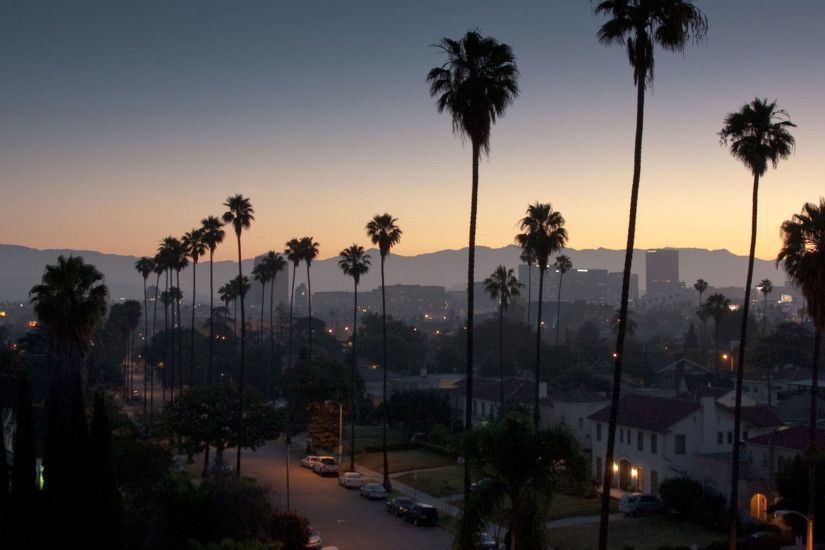 Los Angeles Palm Trees iPad