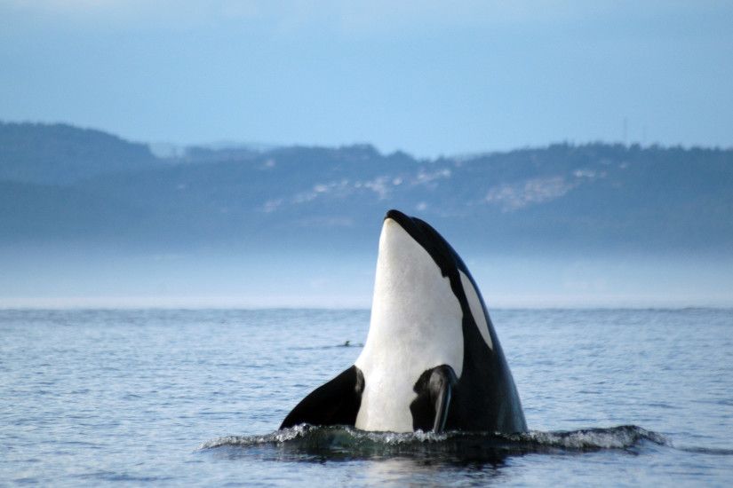 Orca whales images Orca â¡ HD wallpaper and background photos