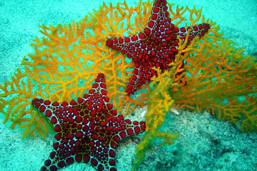 This-red-sea-star-starfish-in-contrast-with-