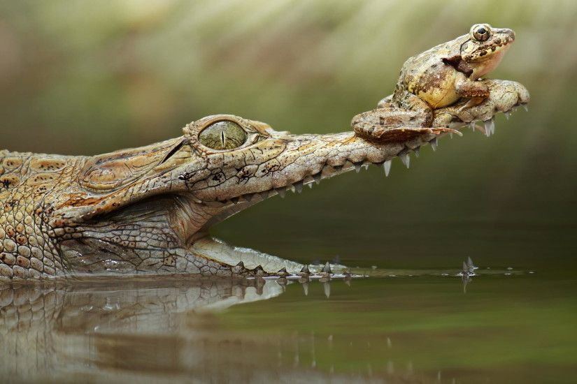 Brave Frog and Alligator Wallpaper