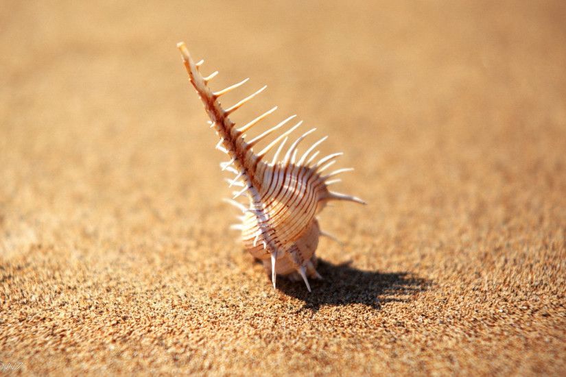 seashell on the beach in a sunny day wallpaper