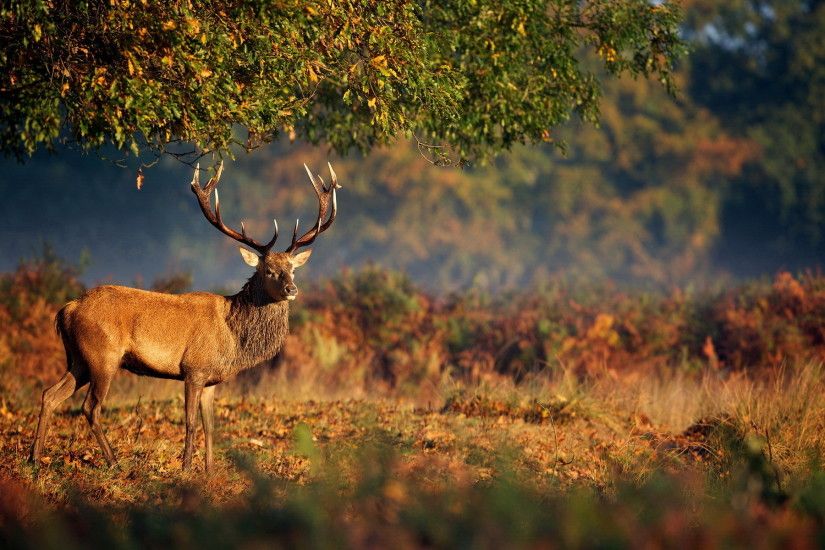 Deer Forest Life. Deer Forest Life Desktop Background