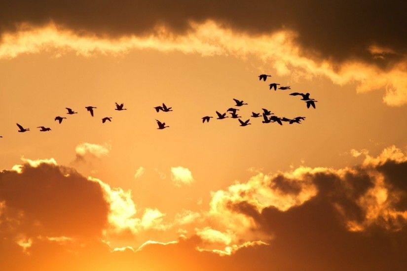 Flight Tag - Life Clouds True Birds Sky Flight Mature Sunset Wallpaper Hd  Free Download for