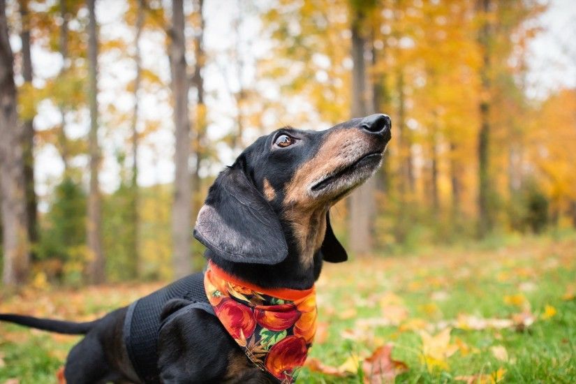 Preview wallpaper dachshund, dog, shawl, grass, leaves, autumn 1920x1080