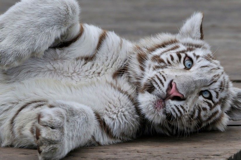 White Tiger cub o wooden floor wallpaper