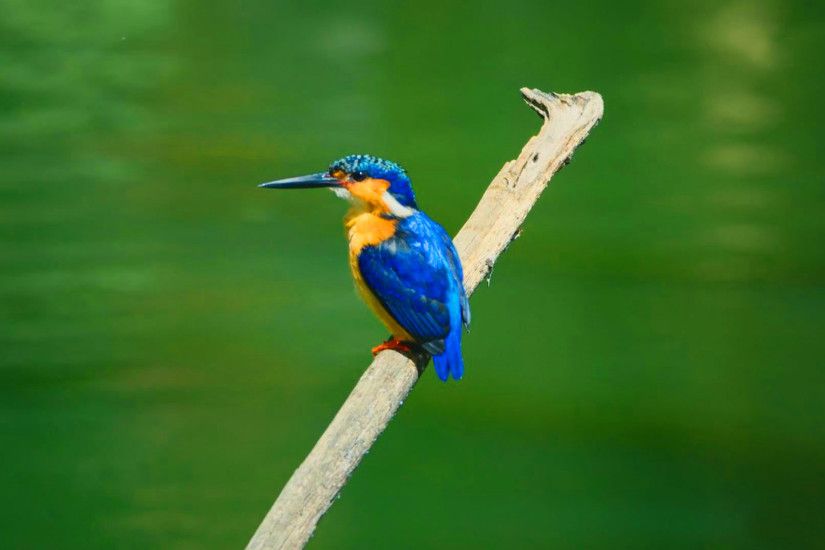 hd pics photos stunning attractive nature bird kingfisher new hd desktop  background wallpaper