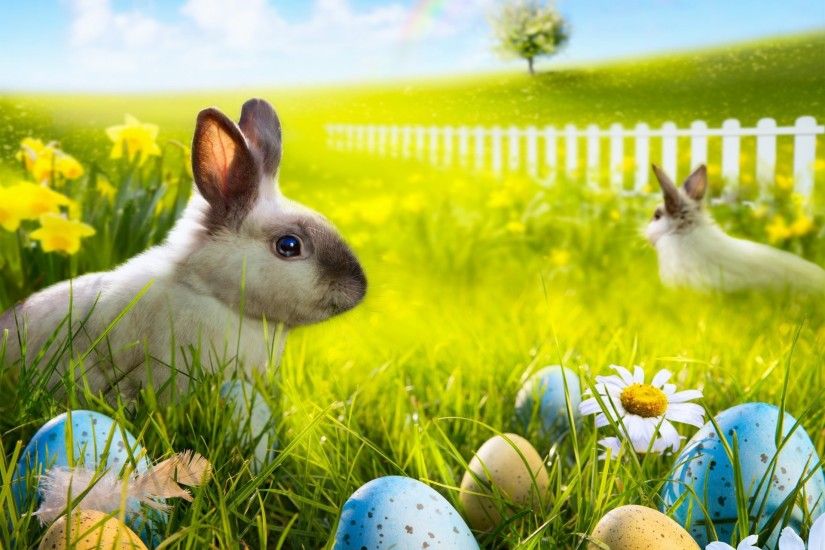 easter bunny rabbit spring sunshine meadow grass flowers eggs camomile  rainbow easter rabbit spring meadow grass