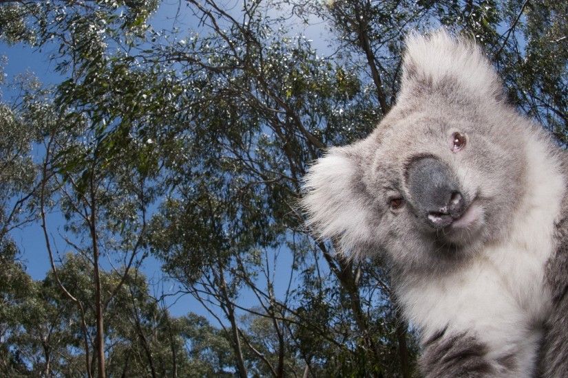 Koala Backgrounds