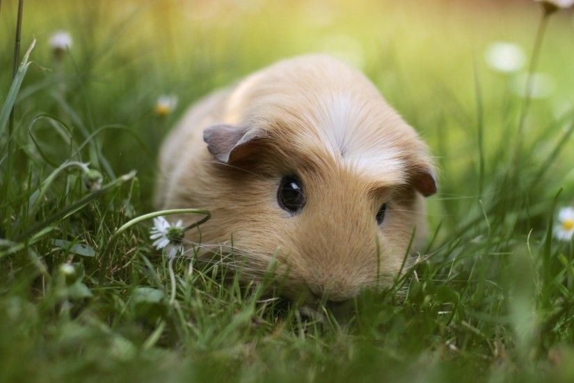 File Name: cute-guinea-pigs-wallpaper-2.jpg