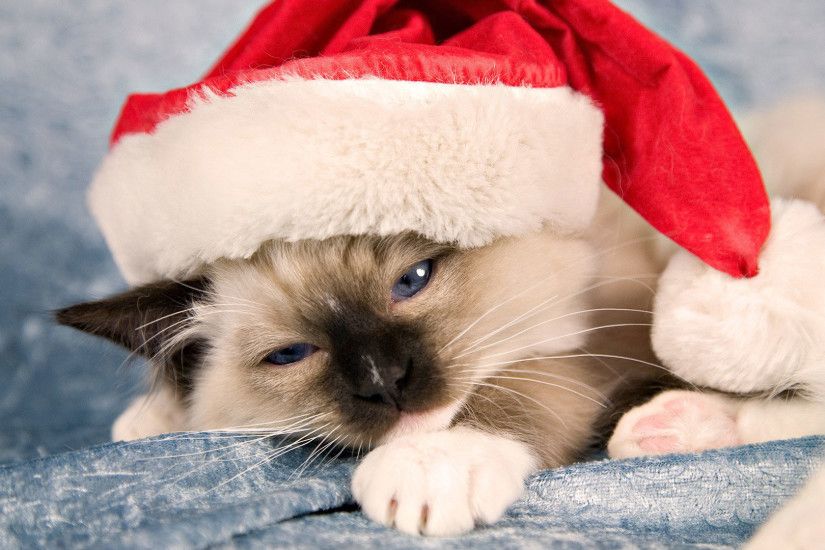 hd pics photos cute christmas cat hat beautiful hd quality desktop  background wallpaper