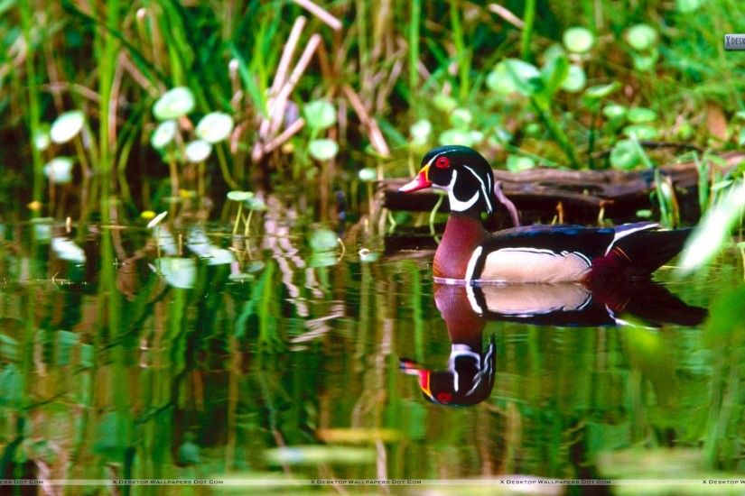 You are viewing wallpaper titled "Wood Duck ...