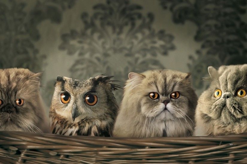 Owl Wallpaper - QyGjxZ Cute Baby Owl Wallpaper - WallpaperSafari ...