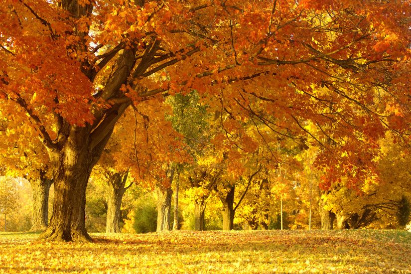 Beautiful Natural Photos 1080p. autumn scene