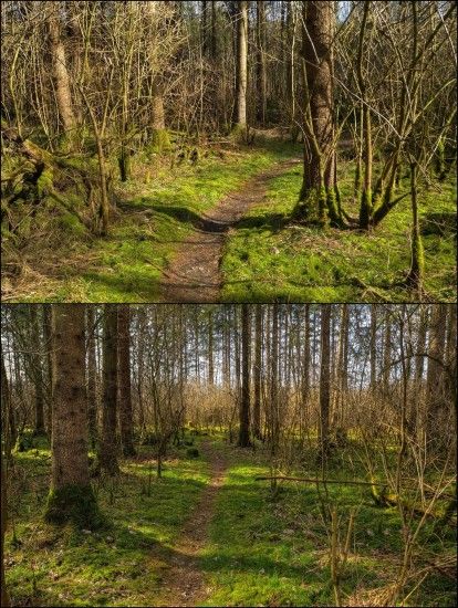 2x Spring Forest Background by Burtn 2x Spring Forest Background by Burtn