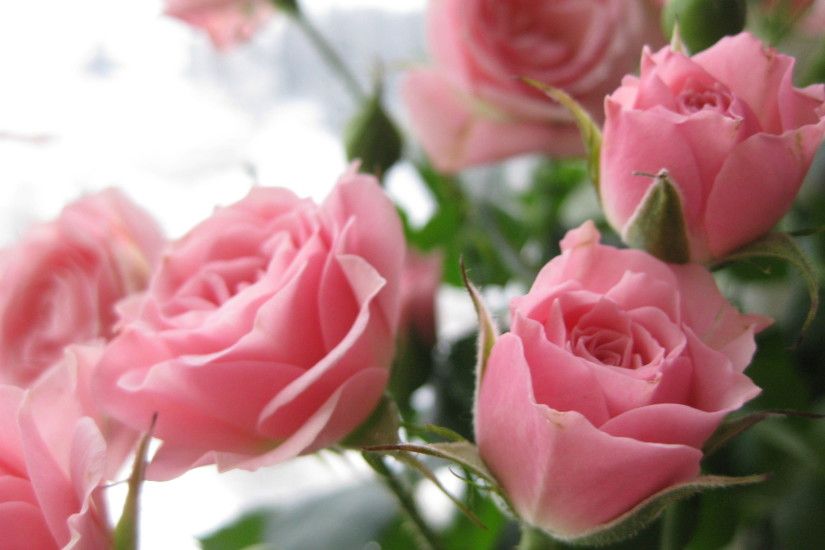 Pink Roses Wallpaper Background 11060