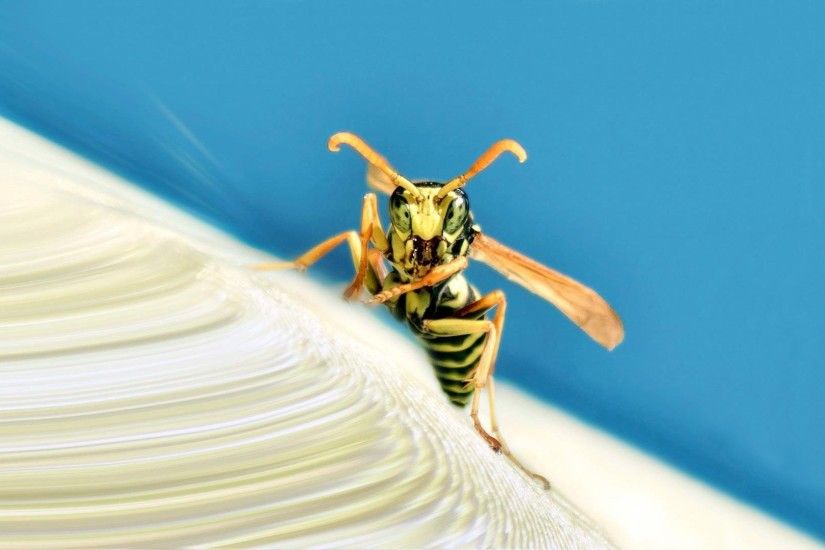 Animal - Wasp Wallpaper