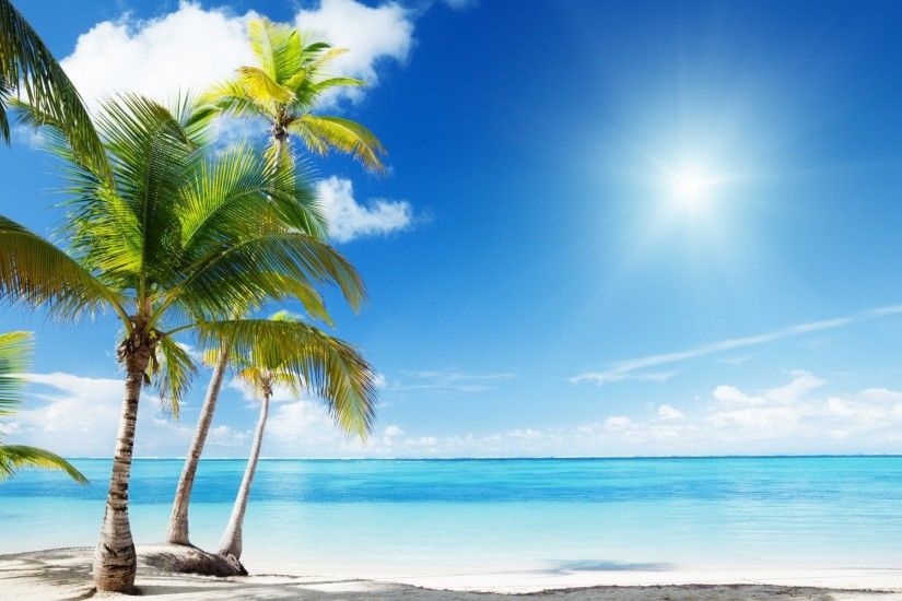 palm beach ocean paradise nature exotic