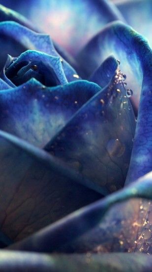 Blue Dew Rose Bloomy Bud Macro #iPhone #6 #plus #wallpaper