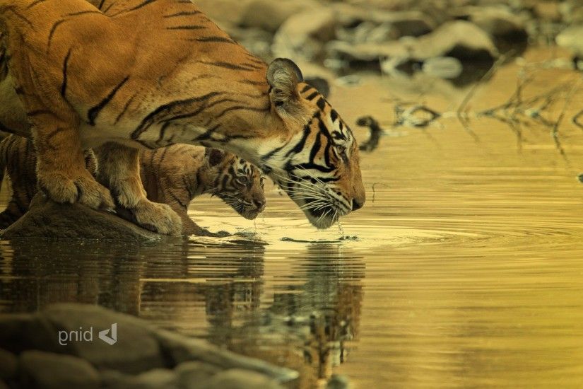 tiger bing wallpapers big cats baby animals water animals Wallpapers HD /  Desktop and Mobile Backgrounds