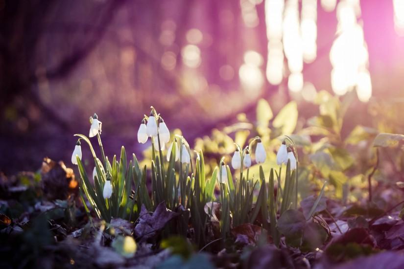 Preview wallpaper spring, snowdrops, flowers, wood, first 3840x2160