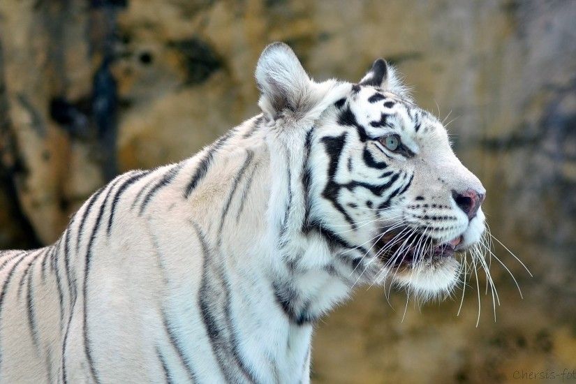 tiger white white tiger face predator