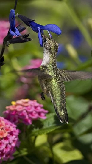Preview wallpaper hummingbird, bird, branch, flowers, flying, beautiful  1080x1920