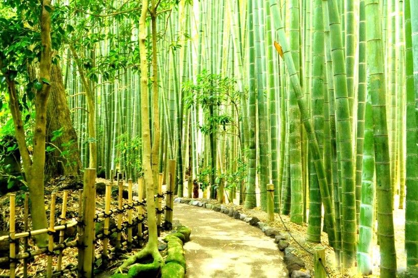 Bamboo Forest wallpapers Bamboo Forest Background HD desktop wallpaper :  High Definition . ...