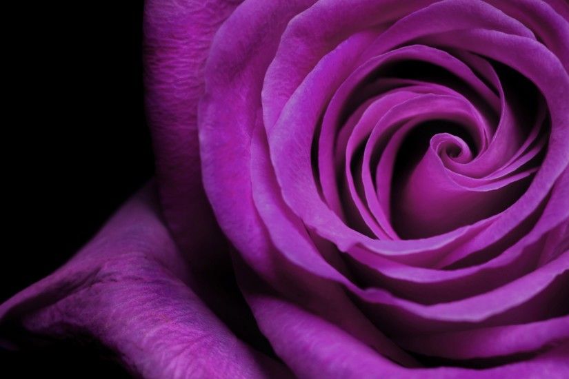 Purple Rose. Wallpaper: Purple Rose