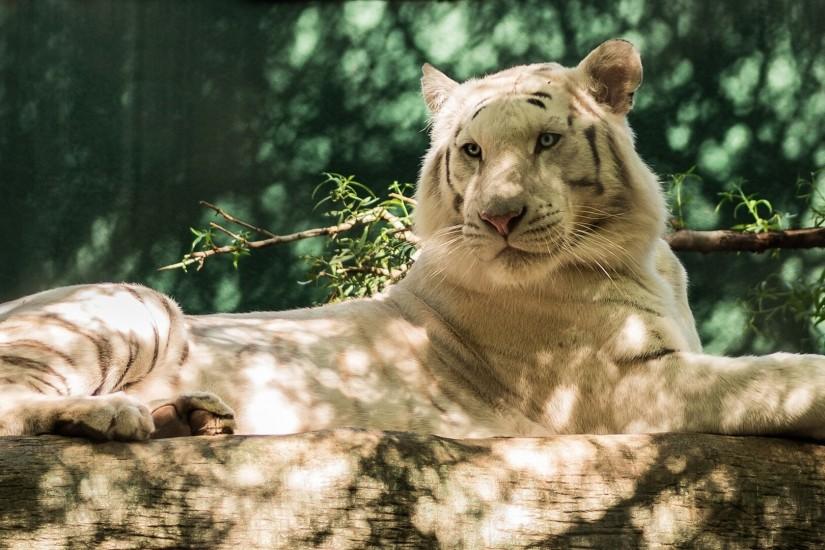 Preview wallpaper white tiger, wolf, timber, cat, tiger 3840x2160