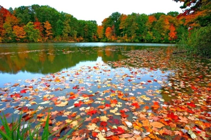 Fall Foliage Backgrounds.