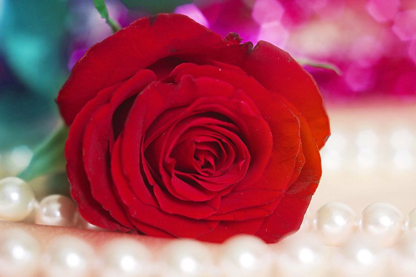 Full HD Beautiful Red Rose HD Wallpaper – Beautiful Rose