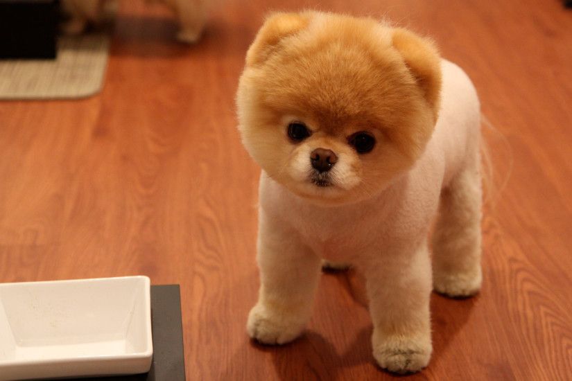 Cute Pomeranian Dog
