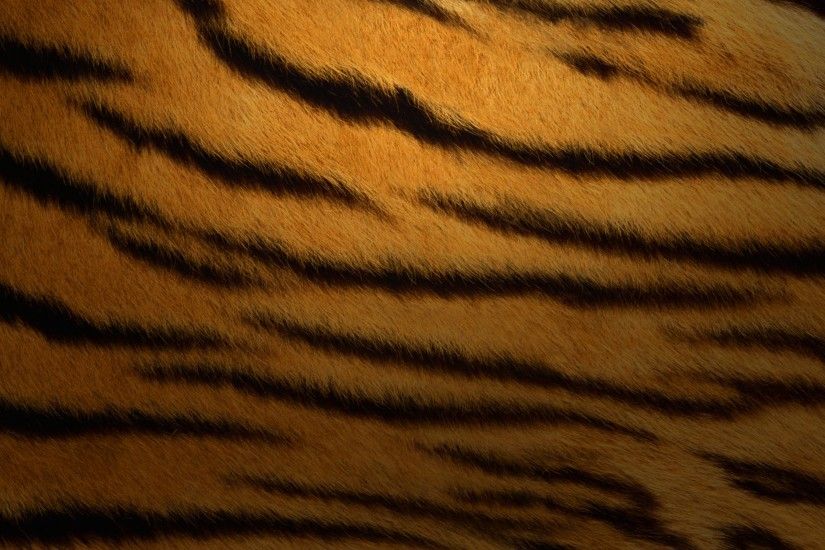 Animal Print Webcams De Tigres Watipaper Camaras Tigers Cam 625442 Wallpaper  wallpaper