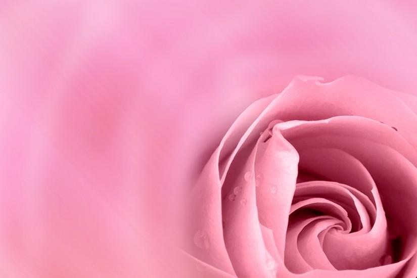 rose background 1920x1280 for phones