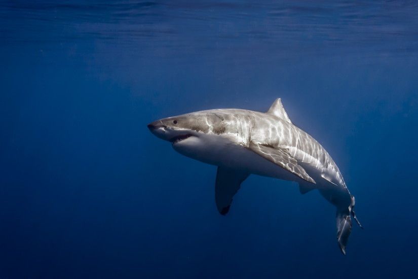 Funny Stuff about Animals & Nature Great White Shark Wallpapers Hd .