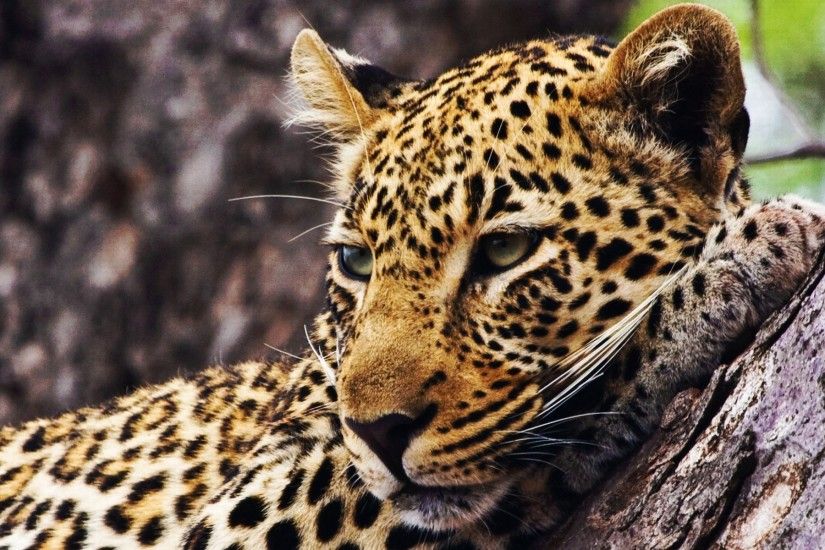 Animals Cheetah Wallpape