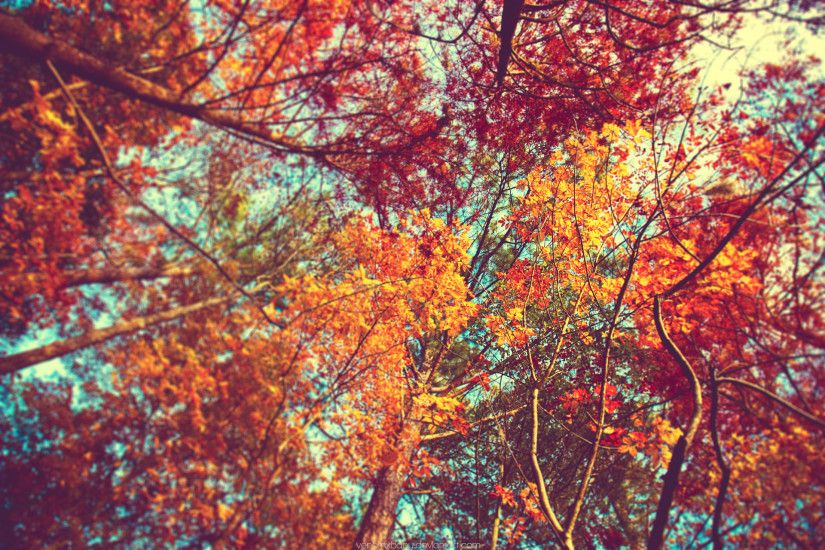 autumn trees tumblr wallpaper