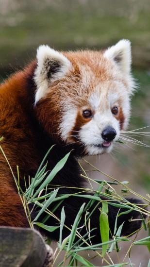 Preview wallpaper red panda, lesser panda, protruding tongue 1440x2560