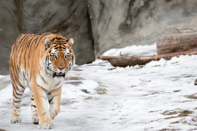 tiger, Animals, Snow, Winter, Nature Wallpaper HD