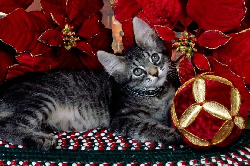 Christmas Cat 697818