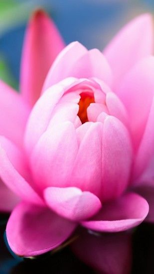Pink Water Lily #iPhone #6 #plus #wallpaper