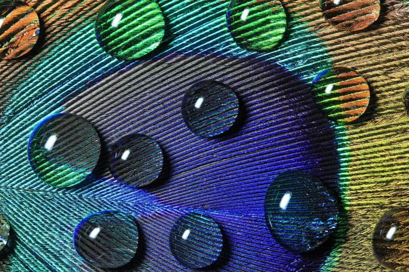 Water Drops On Peacock Feather Wallpaper Wide or HD | Photography .