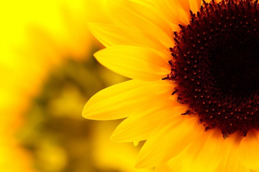 amazing sunflower background 1920x1200 for full hd