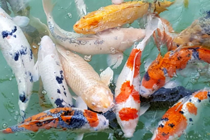 Koi carps in various colors.