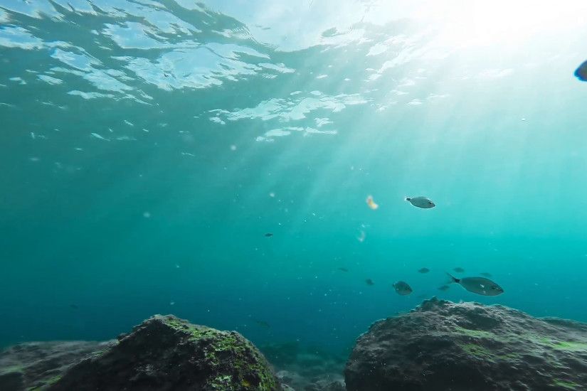 Coral Reef Fish Underwater Ocean Sea Life Wildlife School Marine Sunlight  Rays Background Beauty Gopro HD