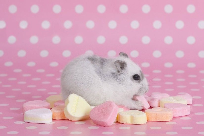 Hamster Desktop Pink Wallpaper