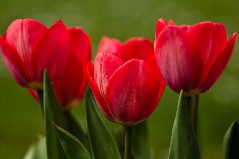 Red Tulips Wallpaper 2291