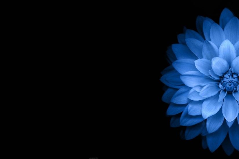 flowers, Blue, Black, Dark Wallpapers HD / Desktop and Mobile Backgrounds