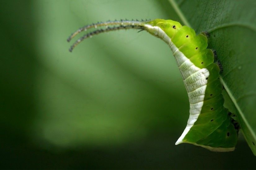 Insect Caterpillar Wallpaper 44082