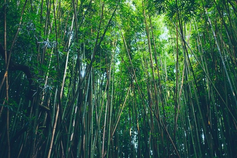 Preview wallpaper bamboo, trees, thickets 1920x1080